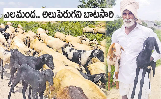 Kamareddy District: Elamanda, Shepherd Life Style, Livelihood, Other Details - Sakshi