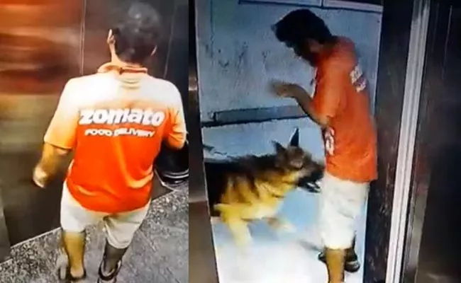 Pet Dog Attacks On Zomato Delivery Boy At Mumbai - Sakshi