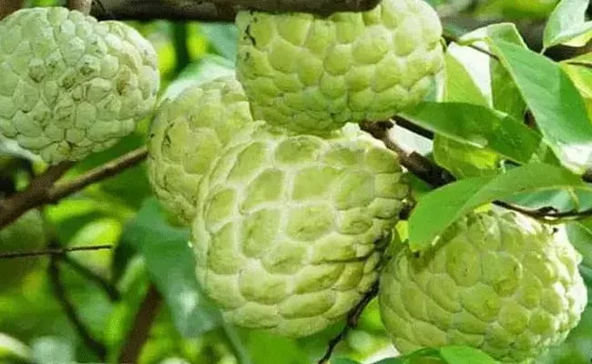 Custard Apple Health Benefits - Sakshi