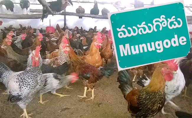 Country Chicken Shortage In Munugode Bypoll Pre Situation - Sakshi