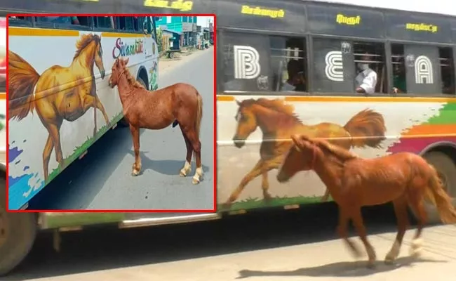 Horse Run Back To Bus In Road At Tamil Nadu Video Viral - Sakshi