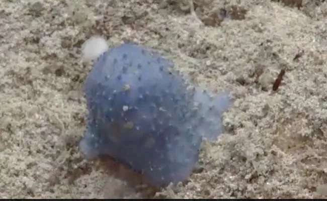 Viral Video: Blue Goo Creature In The Atlantic Ocean Baffles Scientists - Sakshi