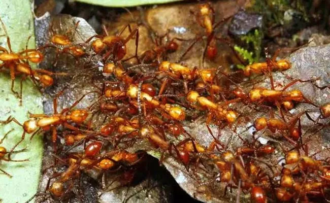 Srikakulam District: Ants Attack On Isukalapeta Village People  - Sakshi