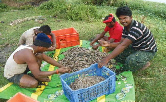 Bhimavaram: Heavy Rains Affect Shrimp Culture With Disease Infection - Sakshi