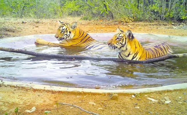 Photo Feature: Tigers Relaxing At Penchikalpet Kagaznagar Forest Range - Sakshi