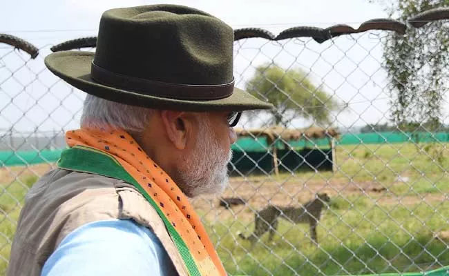 Prime Minister Narendra Modi releases cheetahs At Kuno Park - Sakshi