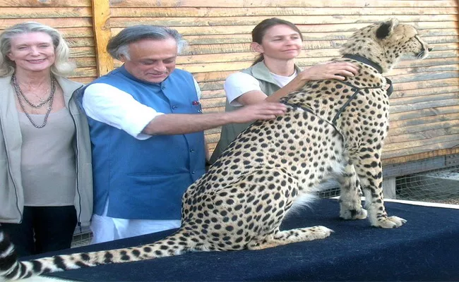 Congress Claimed Project Cheetah During The UPA Government - Sakshi