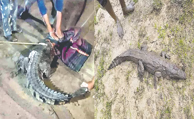 Two Crocodiles Tension At Nirmal And Mulugu Districts - Sakshi