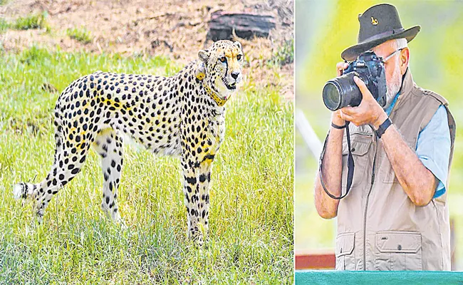 PM Narendra Modi releases wild cheetahs in Kuno National Park - Sakshi