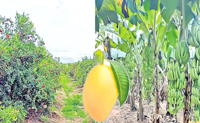 Fruit Farming In YSR District - Sakshi