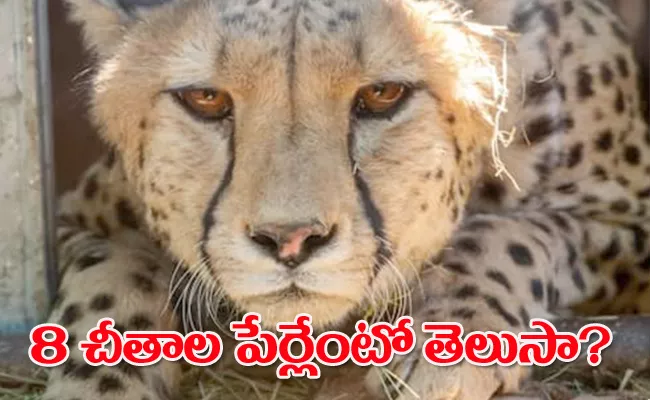 PM Modi Named 4 Year Old Cheetah Aash Hope of India Ambitious Wildlife Project - Sakshi