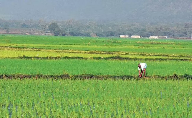 During Rainy Season 58, 28, 686 Acres Of Paddy Cultivation In Telangana - Sakshi