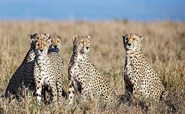 Sakshi Editorial On Namibia Cheetahs Entering In India