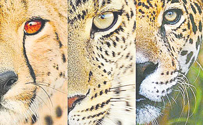 Difference Between Cheetahs Leopards Jaguars And Pumas Are Subspecies - Sakshi