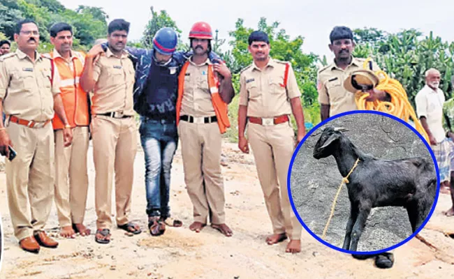 Goat Missing Boyakonda Gangamma Tample Chowdepalle - Sakshi