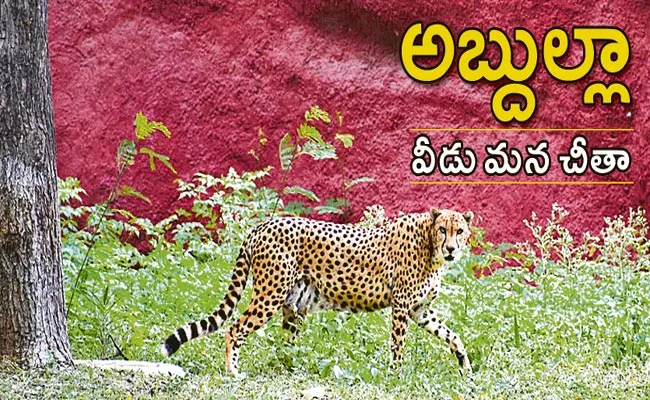 Hyderabad: Abdulla Is star attraction In Nehru Zoological Park - Sakshi