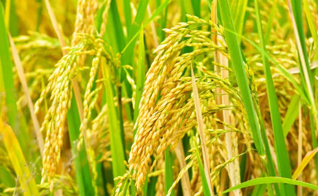 Kharif Paddy Procurement Target Is 5 Crore Metric Tones - Sakshi