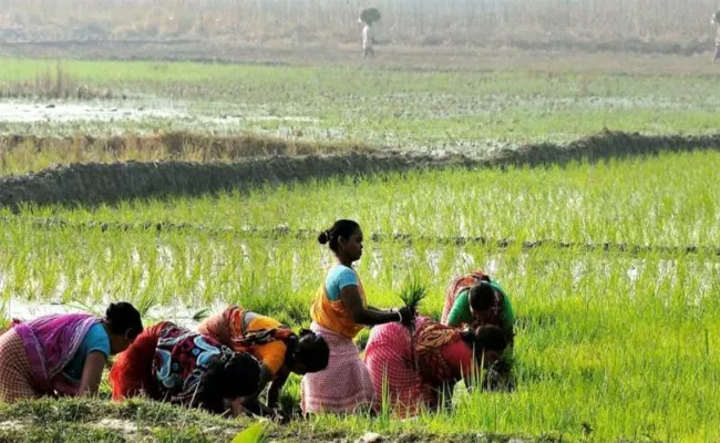 Telangana Farmers Creates All Time Record In Kharif Cultivated Area - Sakshi