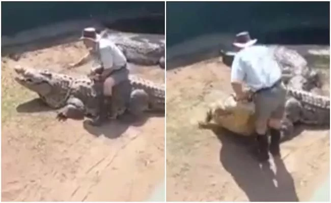 Spine Chilling Video: 16 foot Crocodile Attacks Zookeeper During Live Show - Sakshi