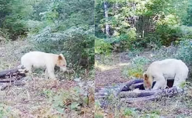 Rarest Of The Rare Black bear with white fur killed by wolves - Sakshi