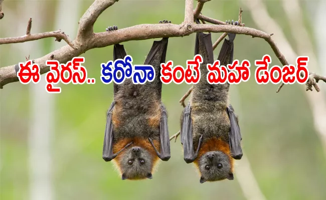 Russian Bat Virus Khosta-2 Next Threat For Humans Says Scientists - Sakshi