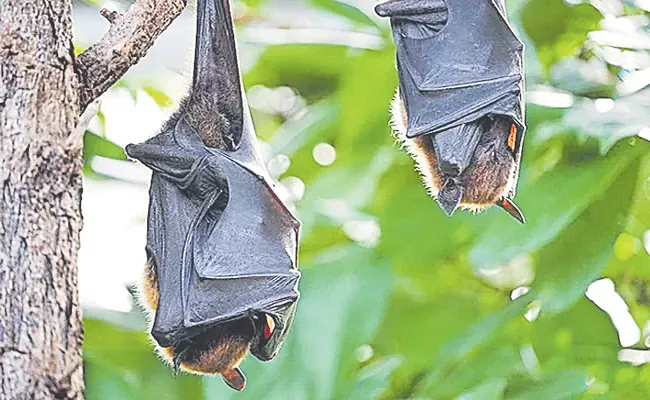 Khosta-2: New Covid-like virus found in Russian bats - Sakshi