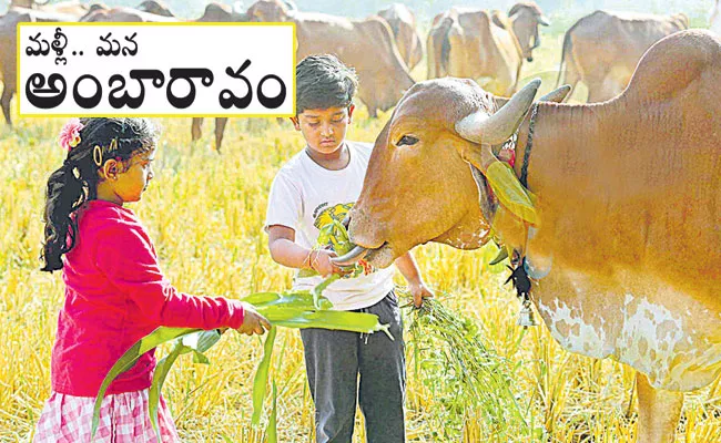 Swadeshi Sahiwal Cow: A New Lease of Life With Surrogacy in Telangana - Sakshi