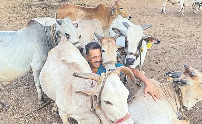 YS Rajasekhara Reddy Ramadas Punganur Cow Hyderabad - Sakshi