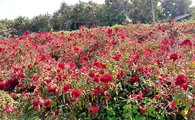 Bathukamma: Seethamma Jada Flowers Cultivation Farmers Get Profits - Sakshi