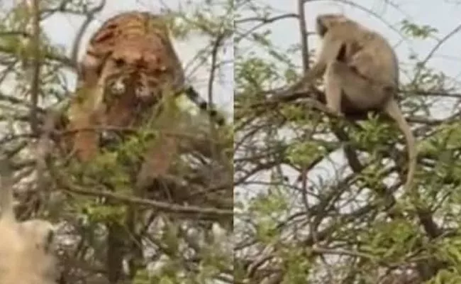 Monkey Plays Hilarious Mind Game With Tiger Video Viral - Sakshi