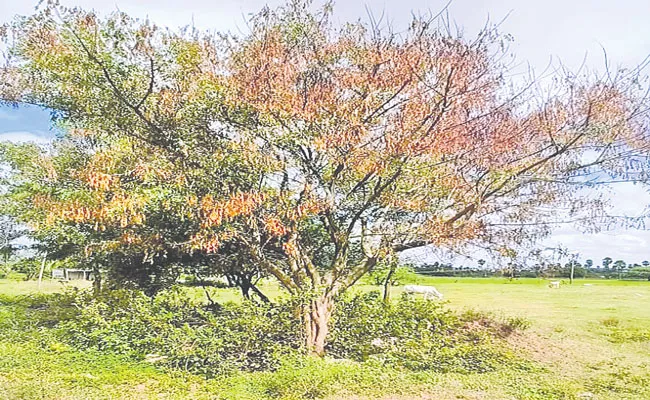 Neem Trees Dying Across Telangana - Sakshi