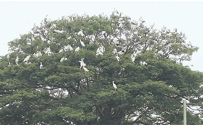 Foreign Siberia Birds At Telukunchi Ichchapuram - Sakshi