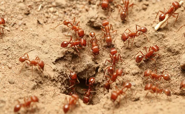 Odisha: Red Ant Army Becomes Headache In Pipil, People Get panic - Sakshi