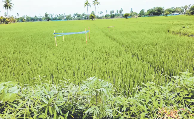 Kharif season is nearing its end in Andhra Pradesh - Sakshi