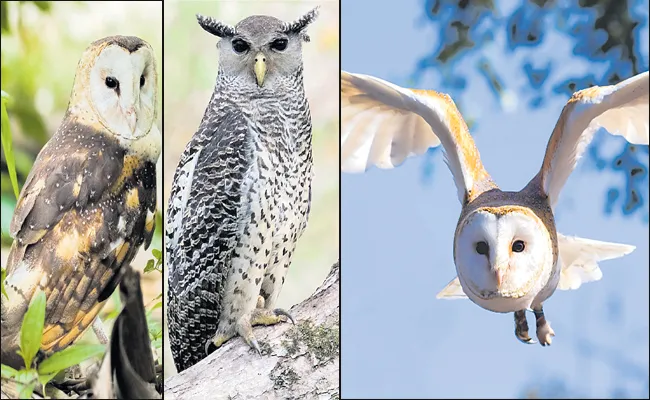 Rare 12 species owls in Andhra Pradesh - Sakshi