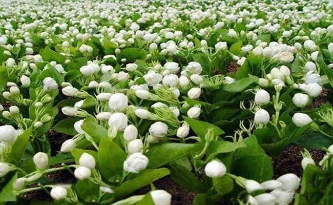 Jasmine Flowers Price Reaches 3000 in Madurai - Sakshi