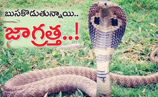 Do And Do Not When Snake Bites: First Aid, Treatment, Precautions - Sakshi