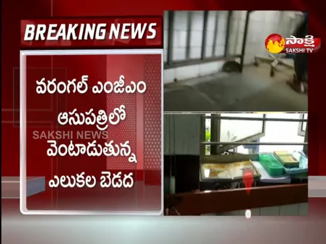 Rat infestation in Warangal MGM Hospital