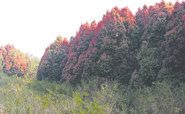 Rare trees at Alluri Sitaramaraju District Andhra Pradesh - Sakshi