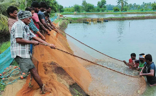 Aquaculture: Prawn Prices Down, Shrimp Farmers in Troubled - Sakshi