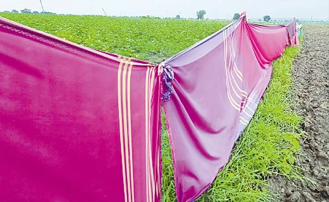 Farmers Using Bathukamma Sarees To Curtains Around The Crops - Sakshi