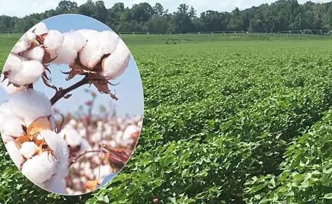 Cotton Farmer Very Happy With MSP Price In AP - Sakshi