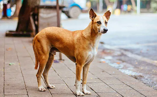 Bengaluru Men Mercilessly Thrashing Dog Video Viral - Sakshi
