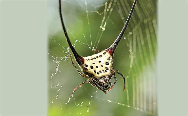 Horned Orb Spider Do You Know These Interesting Facts - Sakshi