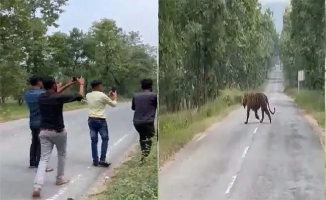 Viral Video: Group Of Men Try To Take Selfie With Tiger In MP  - Sakshi