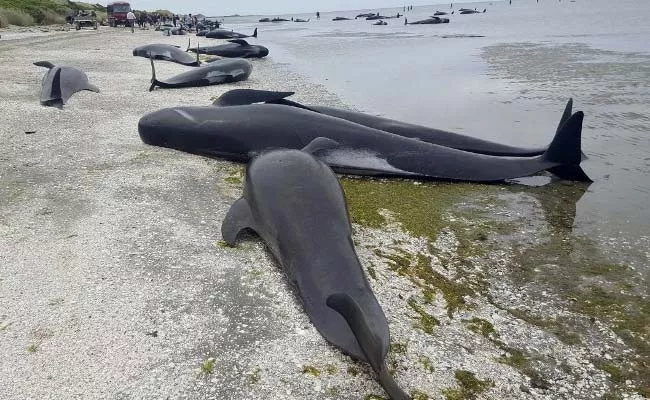 500 Pilot Whales Dead In New Zealands Remote Chatham Islands - Sakshi