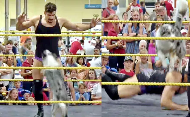 Dog Beats Professional Wrestler In Smash Wrestling Match Viral - Sakshi