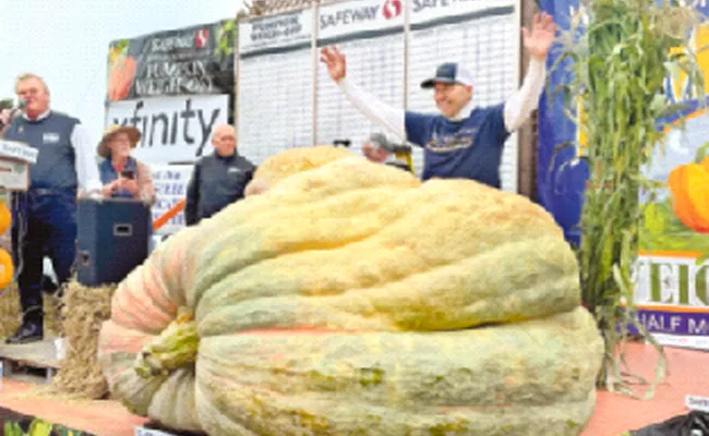 A 2560 Pound Pumpkin - Sakshi