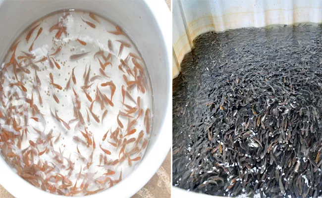 Korameenu Fish Farming Earn High Profits  - Sakshi