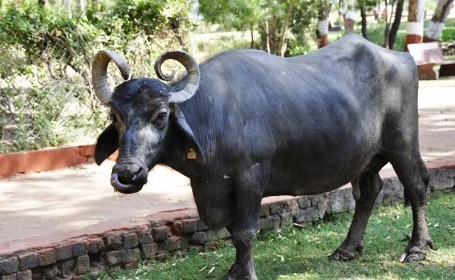 Farmer Cheated By Cyber Criminals sale Of Buffaloes On whatsapp At Shamshabad - Sakshi